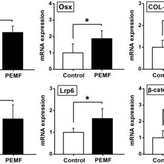 Effects Of Pemf Exposure On In Vitro Osteogenesis Related Protein