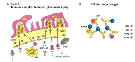 IJMS Free Full Text Nephritis Associated Plasmin Receptor NAPlr