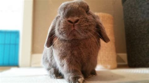 House Rabbits - All Pets’ Blog of Current Happenings and Veterinary News