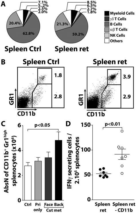 Accumulation Of Cd B Gr High Myeloid Cells In Spleen Of Tumor