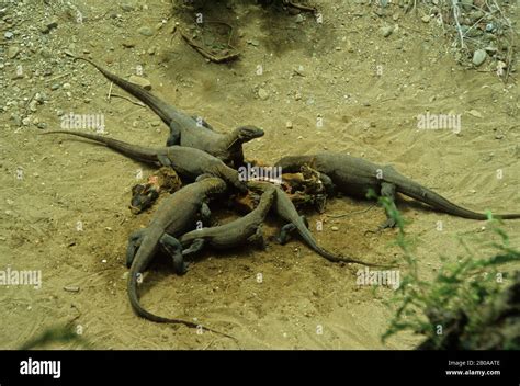 Komodo dragon eating hi-res stock photography and images - Alamy