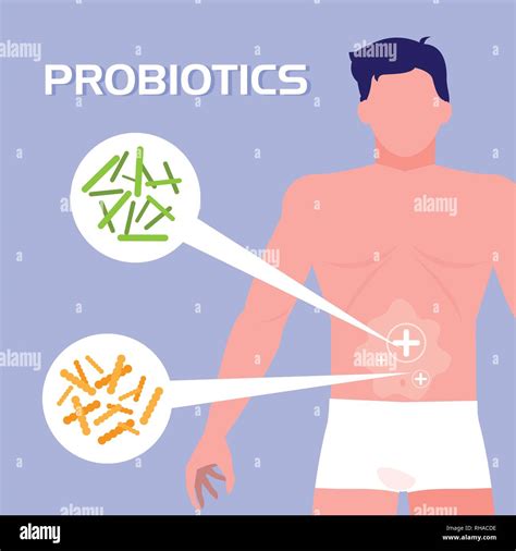 Body Of Man With Probiotics Organisms Vector Illustration Design Stock