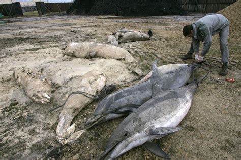 Protection des dauphins le Conseil dEtat élargit lapplication de la