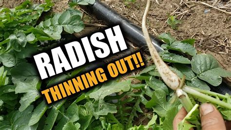 Radish Thinning Out Bunot Extra Seedling Youtube