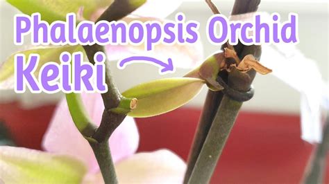 My First Phalaenopsis Orchid Keiki Youtube