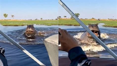 Furious Hippo Chases Speedboat Through Lake Video Goes Viral