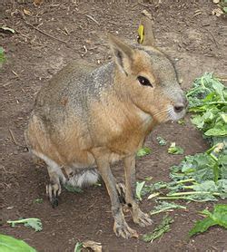 fenomena: Patagonian Cavy