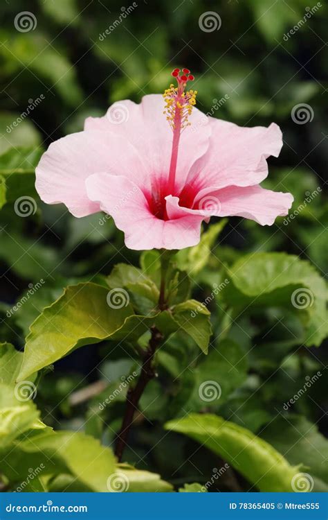 Flor Rosada Del Hibisco Imagen De Archivo Imagen De Planta 78365405