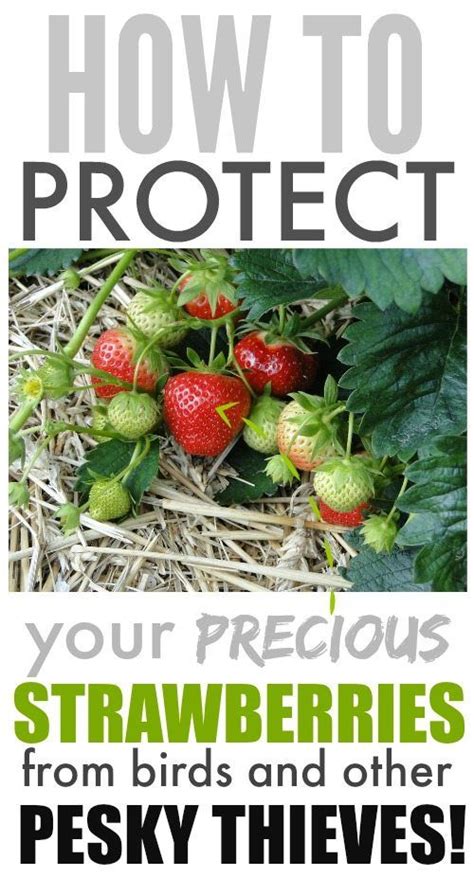 How To Protect Strawberries From Birds And Other Pests The Creek