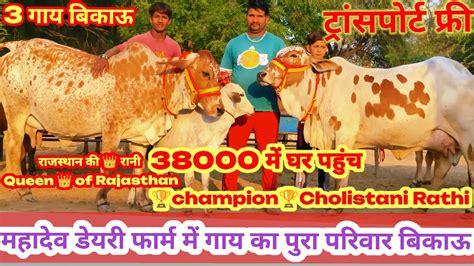 गय क दम 38000 स शर घर पहच 3 Sahiwal Red Sindhi Cholistani