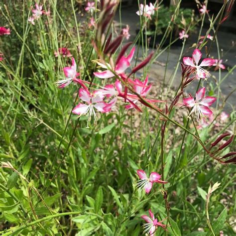 Gaura Rosy Jane Fleurs Blanches Et Roses Vivace Dété