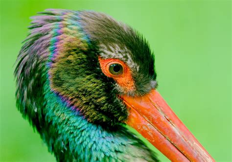 Black Stork | Starmind Conservation