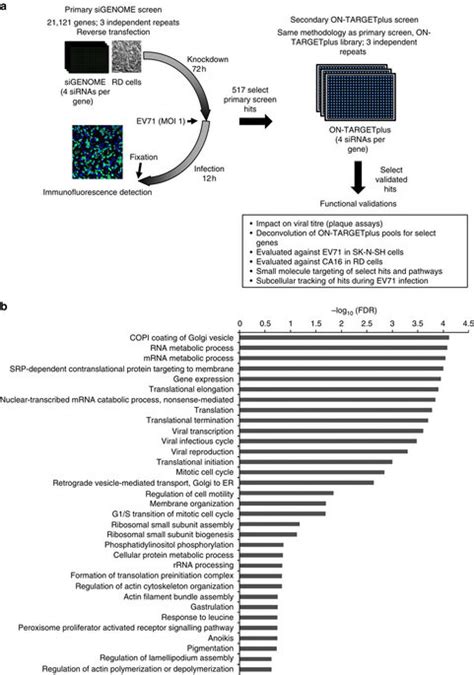 Genome-wide siRNA screen setup and functional classification of ... 