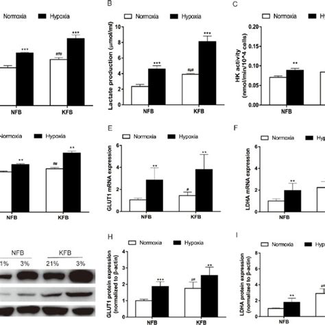 Glucose Consumption And Lactate Production In Kfb And Nfb Increased