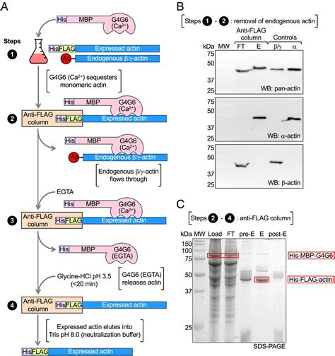 A Solution To The Long Standing Problem Of Actin Expression And