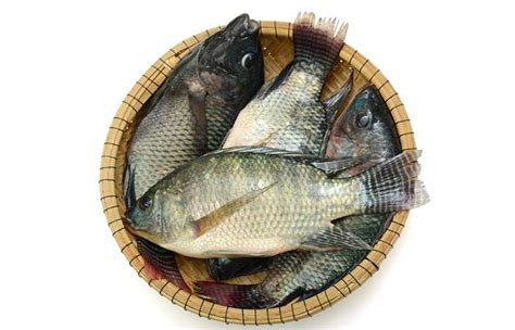 Tilapia Fish – Nutrient Profile, Safety, Benefits, & Recipes