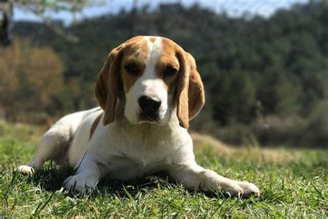 Beagle présentation caractère alimentation et prix