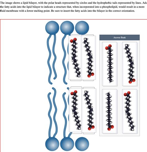 Solved The image shows a lipid bilayer, with the polar heads | Chegg.com