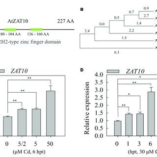 Molecular characterization of ZAT10 and the expression patterns of ...
