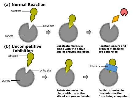 Enzyme Inhibition Definition Types Examples Lesson Study