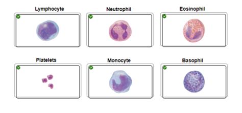 Chapter 18 Blood Flashcards Quizlet