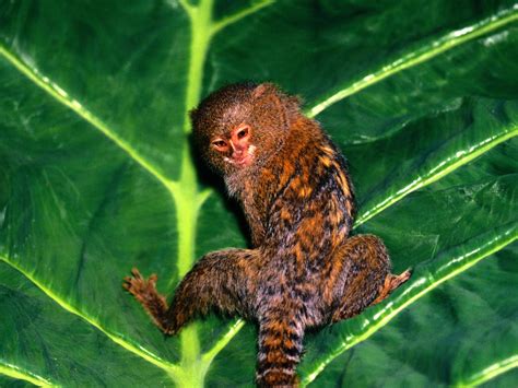 Pygmy Marmoset Dwarf Monkey