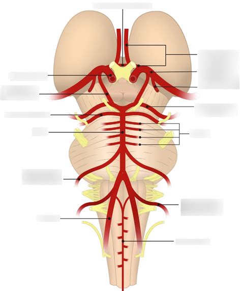 Arterial Supply And Circle Of Willis Diagram Quizlet