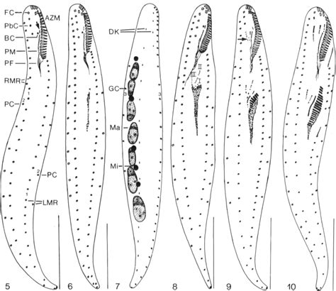 Figure 8 From Morphogenesis And Ultrastructure Of The Soil Ciliate