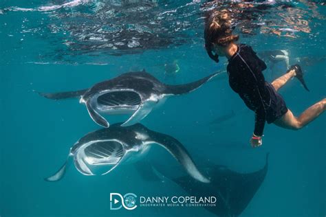 Maldives Manta Ray Extravaganza With Danny Copeland Dive Worldwide