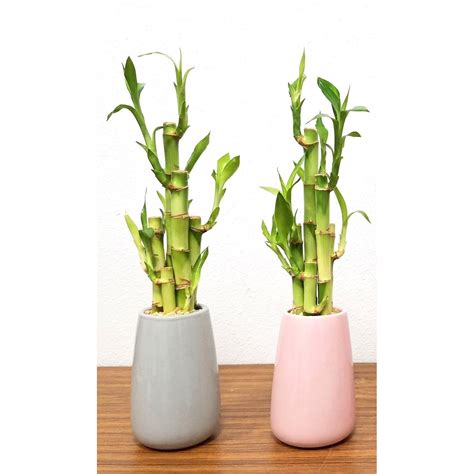 Flute Vase With 5 Lucky Bamboo Stalks Eve S Garden Gifts