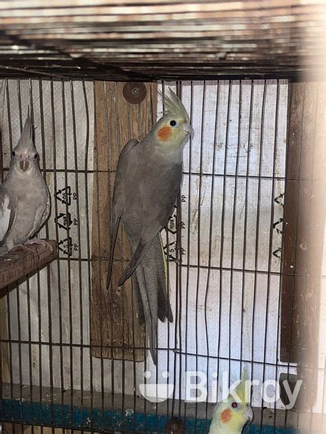 Cockatiel Bird For Sale In Halishahar Bikroy