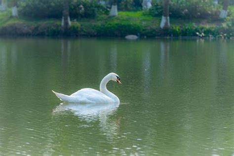 Swan Lac De Campagne Photo Gratuite Sur Pixabay Pixabay