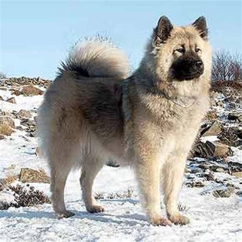 Eurasier Dog Breed Information American Kennel Club