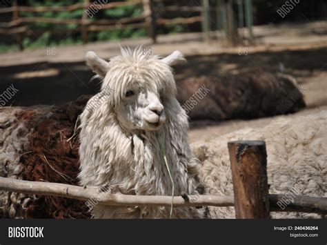 White Llama Image And Photo Free Trial Bigstock