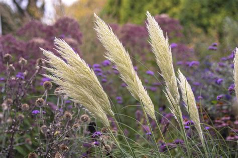 How To Grow And Care For Pampas Grass