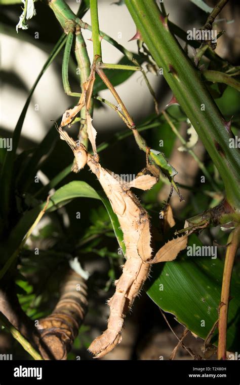 Giant Prickly Stick Insect Extatosoma Tiaratum Stock Photo Alamy