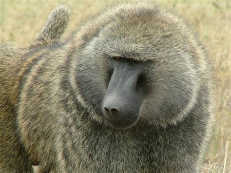 Baboons Facts And Photos