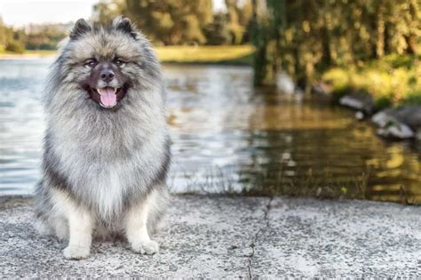 Keeshond Vs Samoyed 5 Key Differences A Z Animals