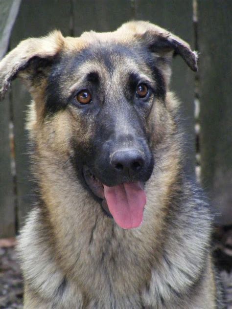 Lets See Those Gsds With Floppy Ears German Shepherds Forum