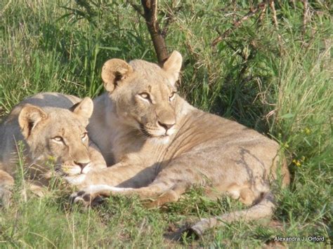 One Night in the Kalahari Desert