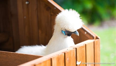 What Is A Nesting Box