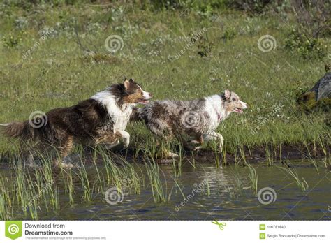 Two Australian Shepherd Dogs Run Stock Photo Image Of Jumping Norway