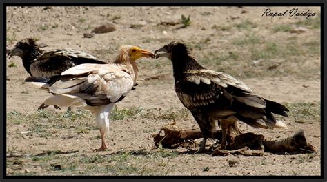 Egyption Vulture Neophron Percnopterus The Egyptian Vult Flickr