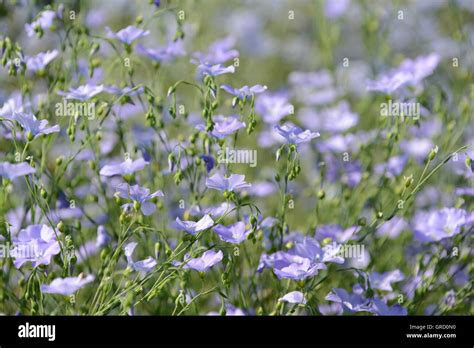 Pale Flax Hi Res Stock Photography And Images Alamy