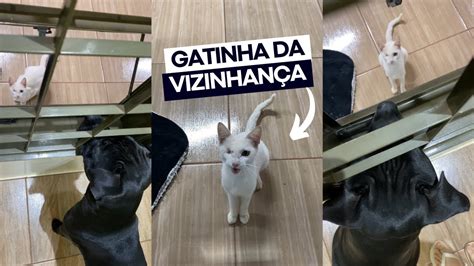 Como O Will Se Comporta Quando Tem Gato Em Casa Cachorro Pitbull E