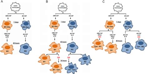 Macrophage Polarization A Cd Positive Human Blood Monocytes Were