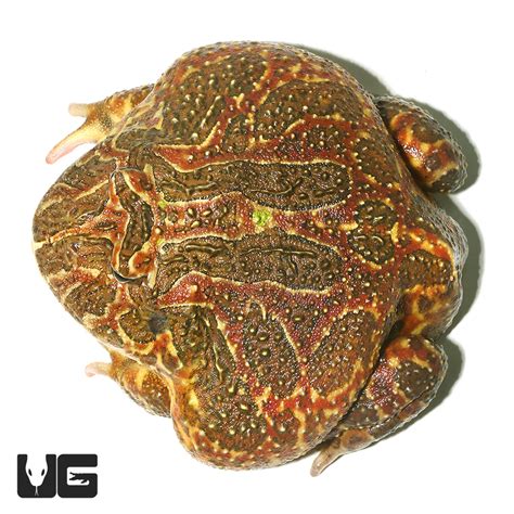 High Red Ornate Pacman Frog