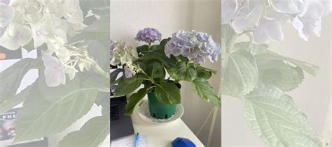 Гортензия домашняя купить в Екатеринбурге | Товары для дома и дачи | Авито