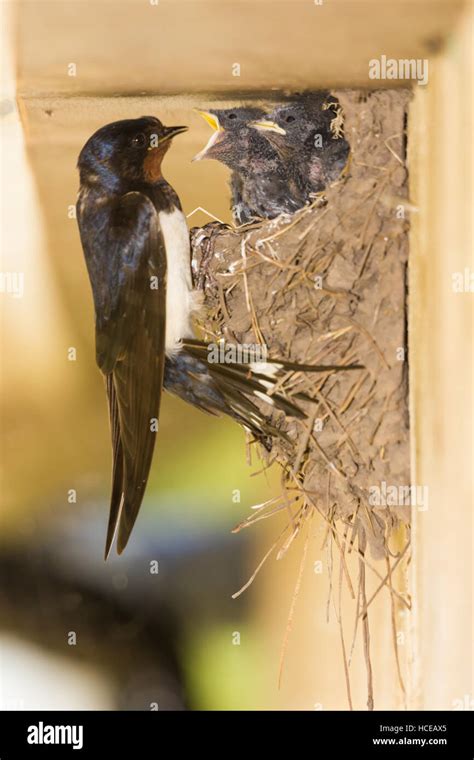 African Swallow Hi Res Stock Photography And Images Alamy