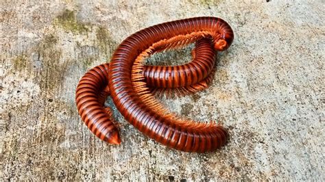 Hunting Millipede Big Millipedes Luwing Kaki Seribu Siput Bekicot